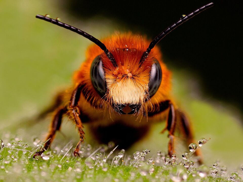 δηλητήριο μέλισσας και μέλισσας με αυχενική οστεοχονδρωσία